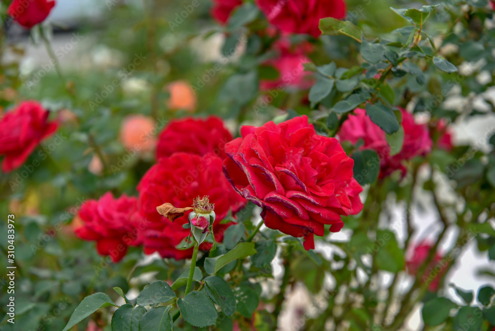Red Roses in the Plant by Morning Red Roses in the Plant by Morning