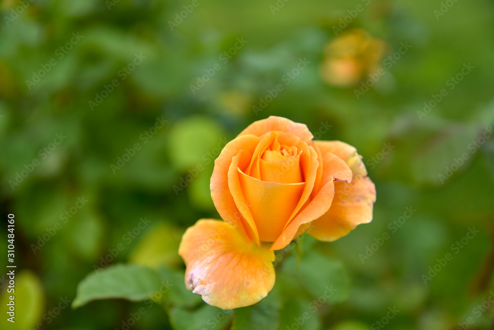 Orange Roses in the Park by Morning Orange Roses in the Park by Morning