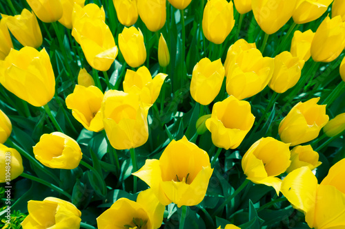 Tulips in nature at springtime