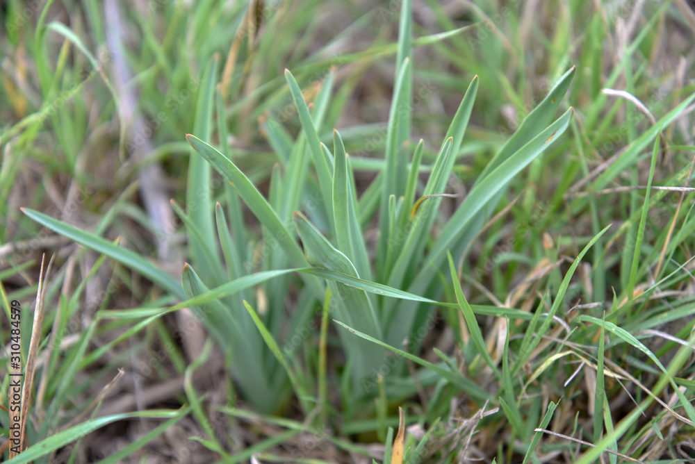 Crop Fiber Plants in the Field