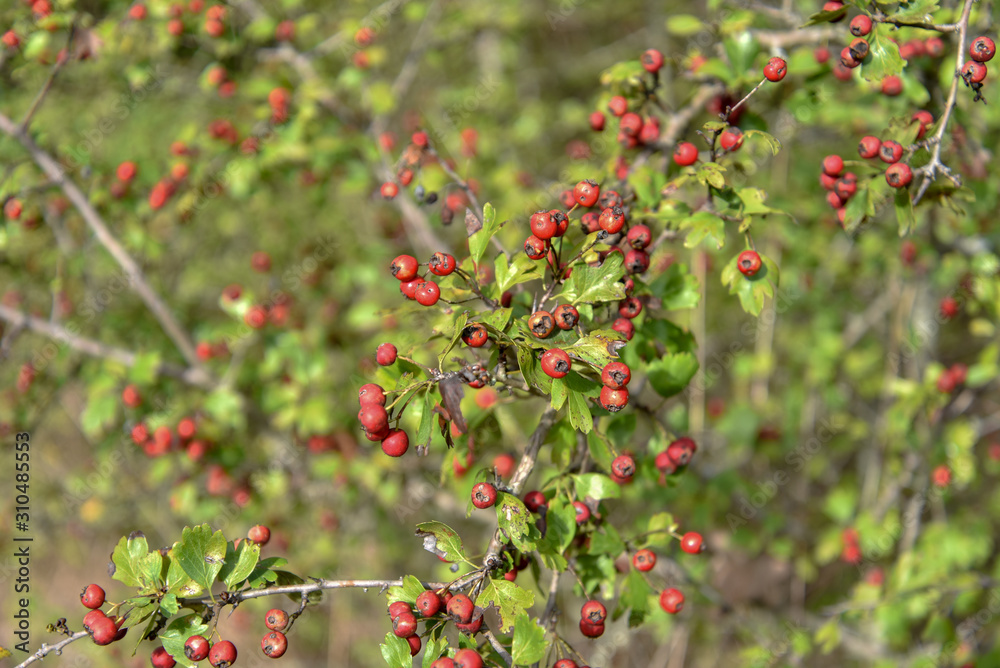 Red Berries on the Plant