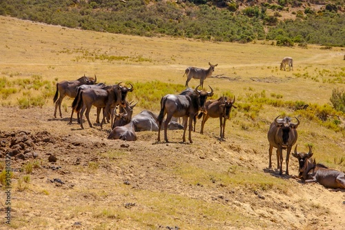 herd of wildebeest in africa © Erich