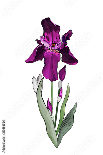 One purple hand drawn iris flower isolated on white. Vector stock illustration.