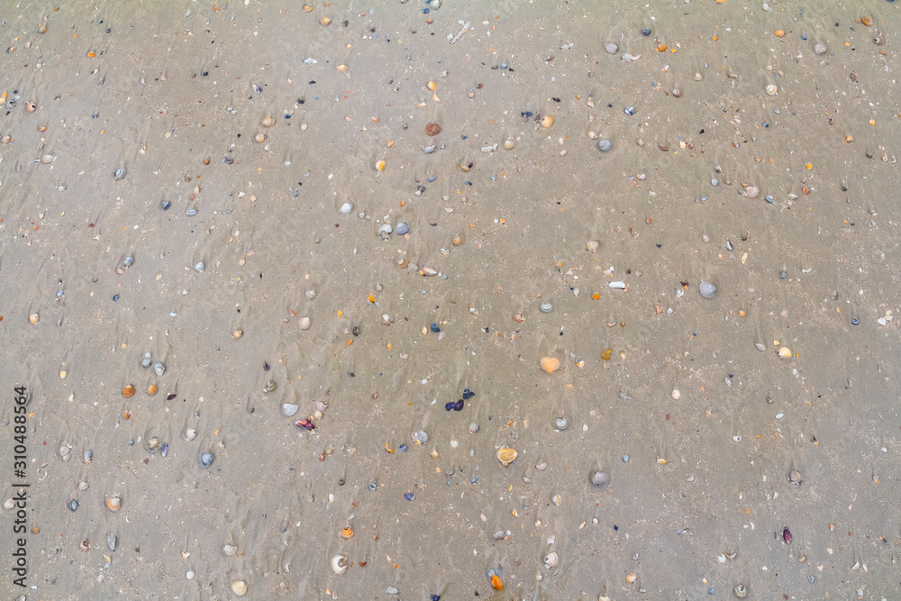 seashells on a beach