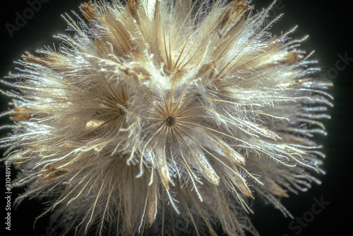 fuzzy dandelion close up