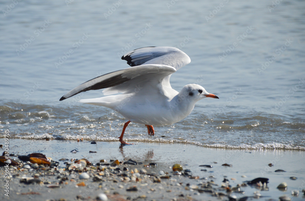 A seagull takes off from the seashore