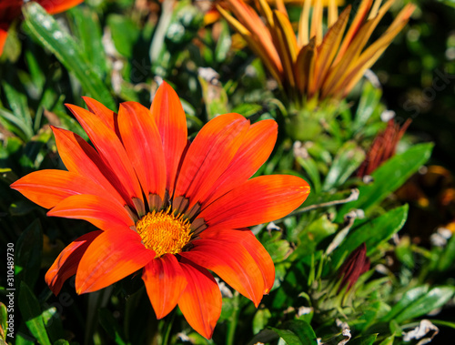 Close up of a colorful Gazania (African Daisy) flower in bright sunshine and green leave background. © Michaella