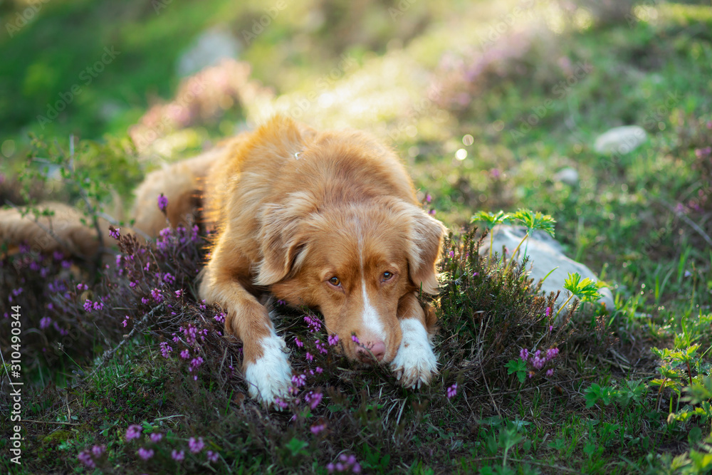 the dog lies in the colors of heather. Nova Scotia Duck Tolling Retriever in the forest. Pet on the nature.