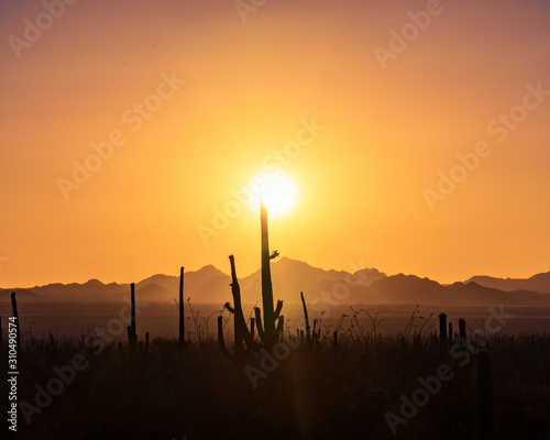 Saguaro National Park sunset