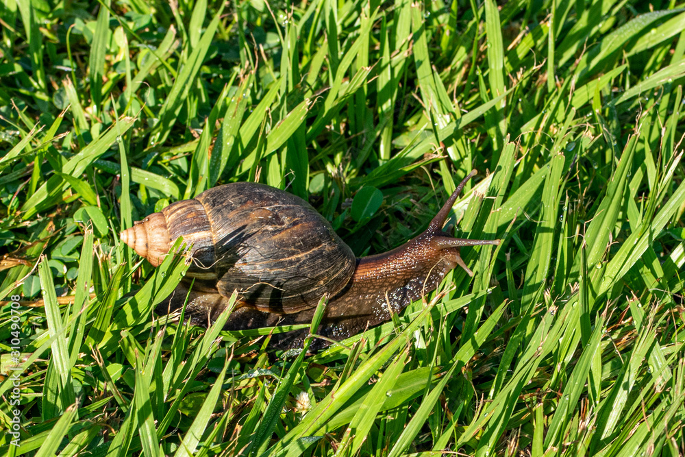 Giant African Snail (Achatina fulica) Entebbe, Uganda Giant African Snail (Achatina fulica) Entebbe, Uganda