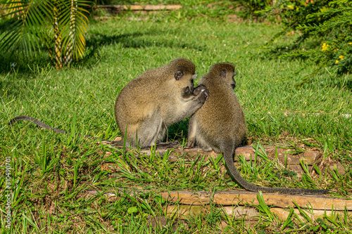 Vervet monkey (Chlorocebus pygerythrus) grooming and searching for parasites