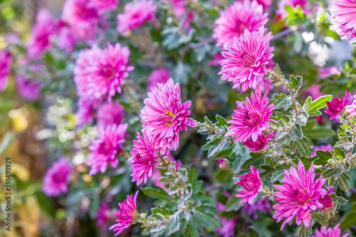 Autumn chrysanthemum flowers in the garden