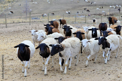 Dorper Sheep