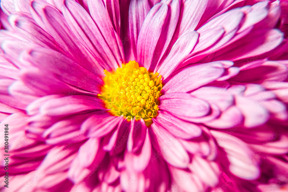 Autumn chrysanthemum flowers close-up as a bright background Autumn chrysanthemum flowers close-up as a bright background