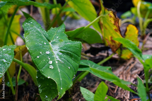 Elephant ear plant with water drops