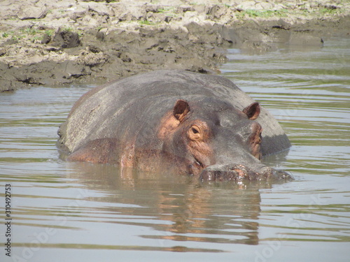 Hippopotamus (Hippopotamus amphibius) in shallow water, Selous, Tanzania