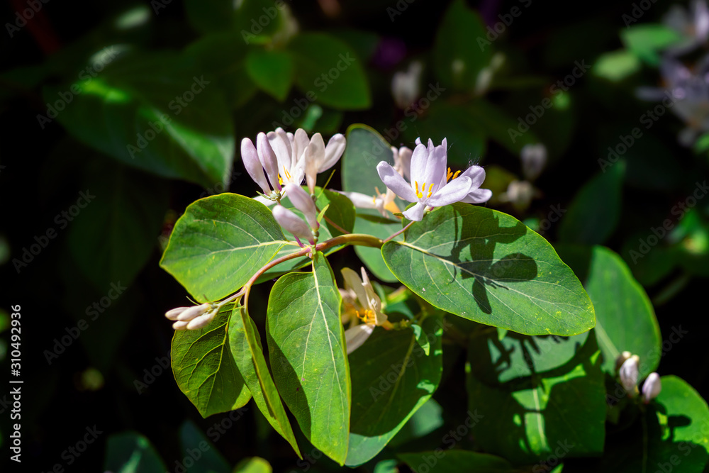 Frangula alnus flowering bush, blooming white flower close up detail, dark green leaves blurry background. Frangula alnus flowering bush, blooming white flower close up detail, dark green leaves blurry background.