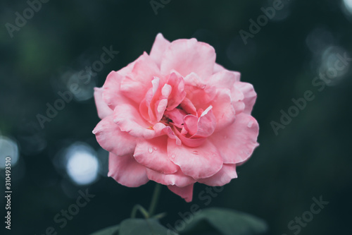 pink rose in the garden