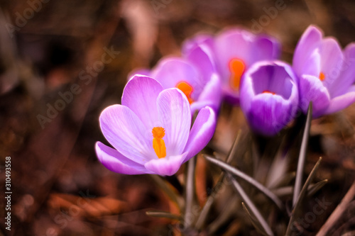 The flowers of Phlox in the early spring