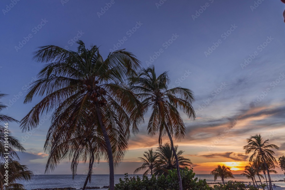 Gorgeous colorful view of sunset on Curacao island. Gorgeous view of green palm trees on blue sky background. Beautiful nature landscape. Caribbean.	