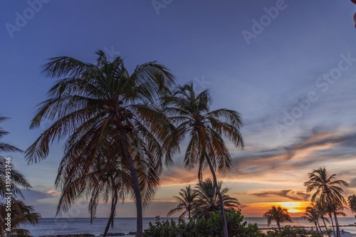 Gorgeous colorful view of sunset on Curacao island. Gorgeous view of green palm trees on blue sky background. Beautiful nature landscape. Caribbean.  © Alex