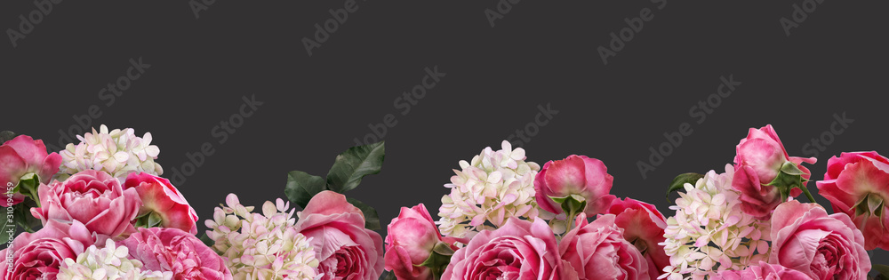 Fototapeta Różowe róże i biała hortensja odizolowywająca na ciemnym tle. Baner kwiatowy, nagłówek okładki z miejsca kopiowania. Tapeta z naturalnymi kwiatami lub kartkę z życzeniami.