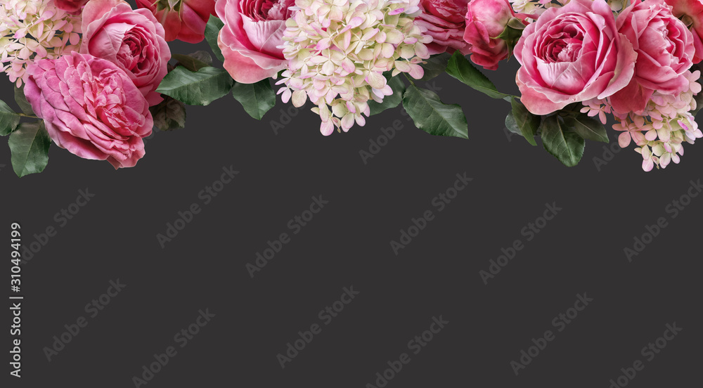 Pink roses and white hydrangea isolated on dark background. Floral banner, cover header with copy space. Natural flowers wallpaper or greeting card.