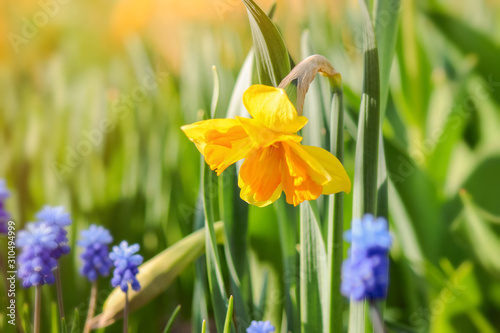 yellow daffodils and blue Muscari blossomed in the garden. spring awakening of nature