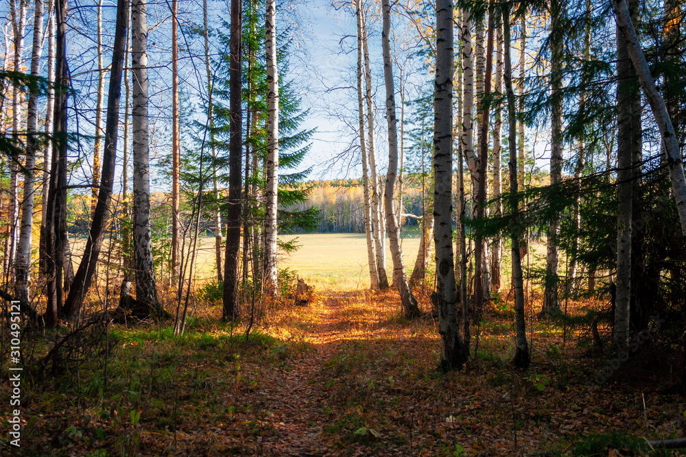 Obraz premium Landscape early autumn fir forest in the Ural mountains.