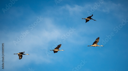 Cranes flying
