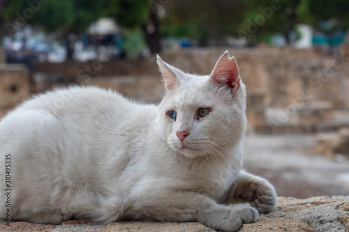 White Cypriot cat with heterochromia (eyes of different colors) lives near the church.