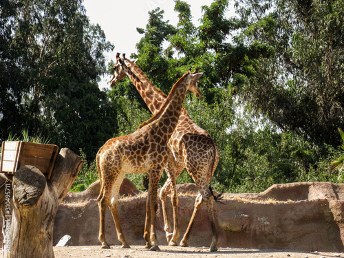 dos jirafas en el zoologico 