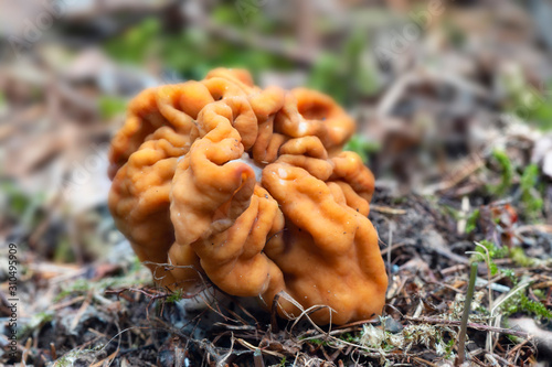 Gyromitra gigas, commonly known as the snow morel, snow false morel, calf brain, or bull nose, a wild edible mushroom, closeup macro