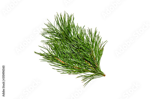 Fresh twig cypress plants on a white background