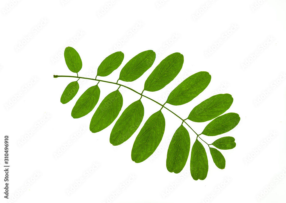 Autumn leaves of acacia plant on a white background Autumn leaves of acacia plant on a white background
