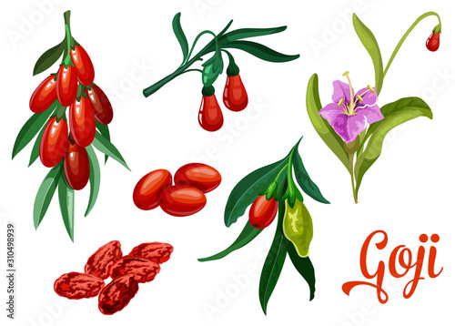 Goji plant with berry and flower, botanical design photo