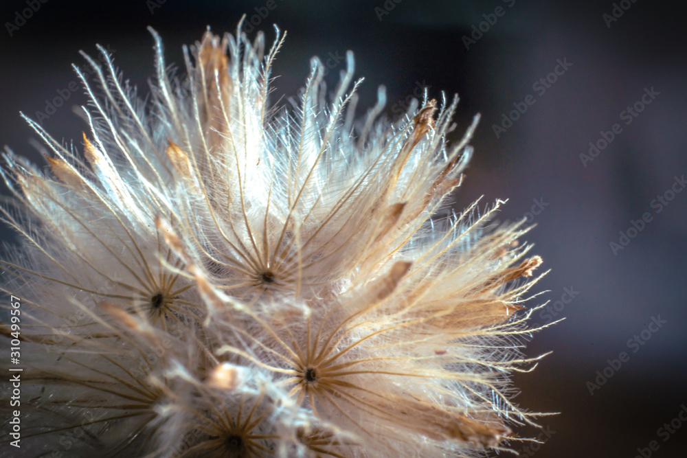Obraz premium fuzzy dandelion flower