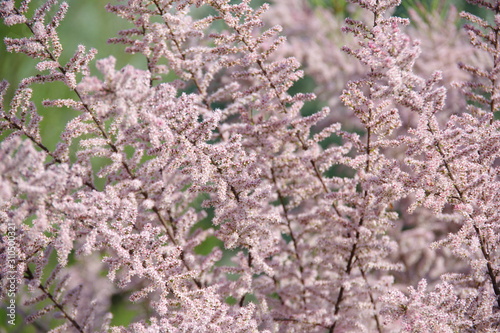 Tamarix ramosissima branches with pink flowers  photo