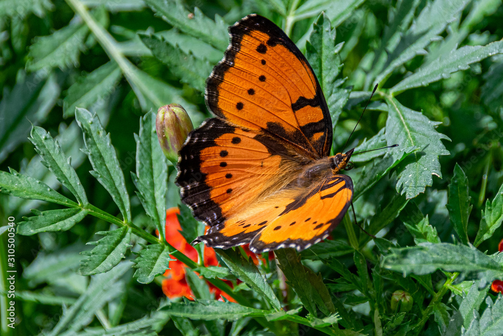Gaudy Commodore butterfly (precis octavia) dislaying summer colours of orange, red and black, Entebbe, Uganda Gaudy Commodore butterfly (precis octavia) dislaying summer colours of orange, red and black, Entebbe, Uganda