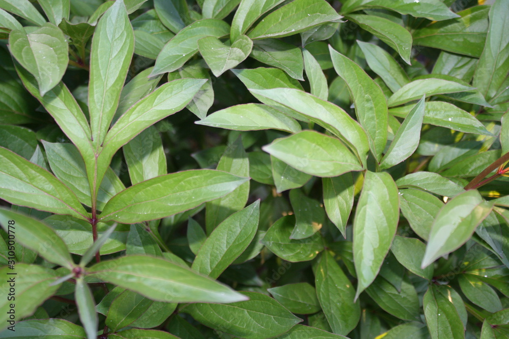 summer background of green bush summer background of green bush