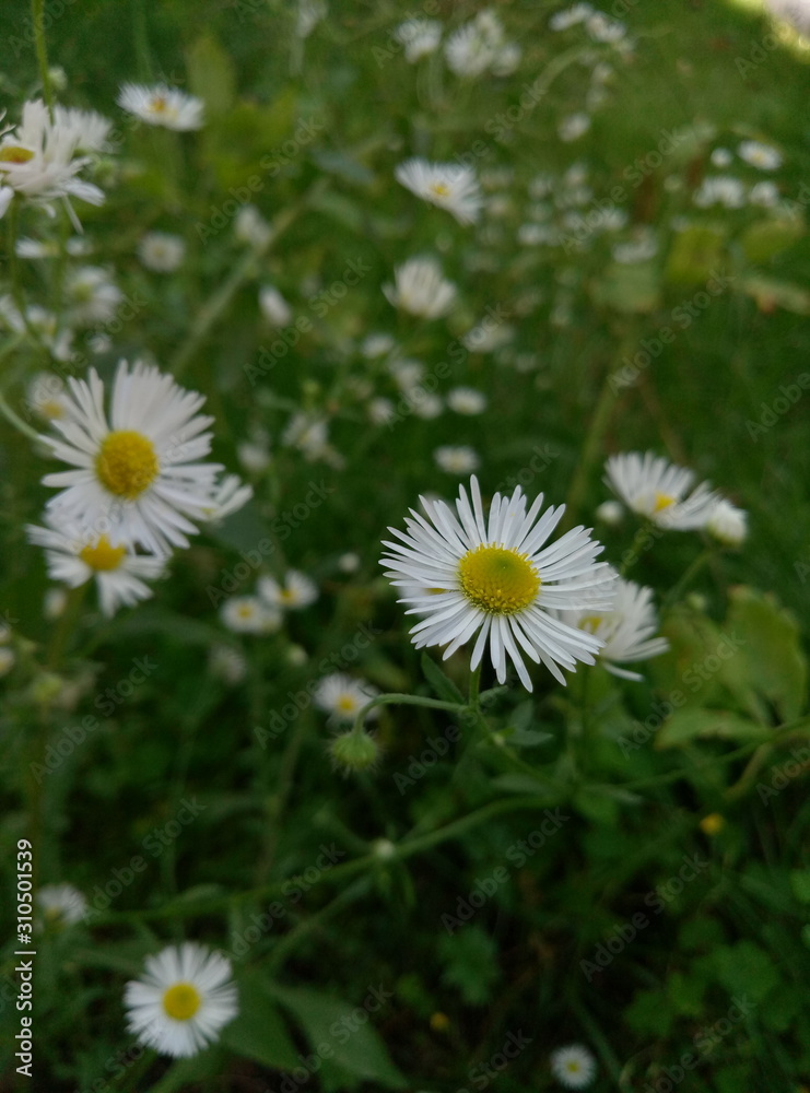 blooming chamomile flowers in the country blooming chamomile flowers in the country