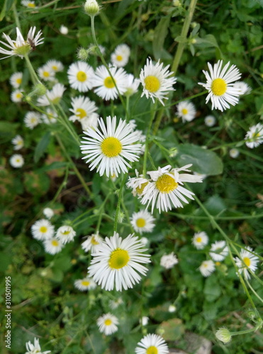 blooming chamomile flowers in the country