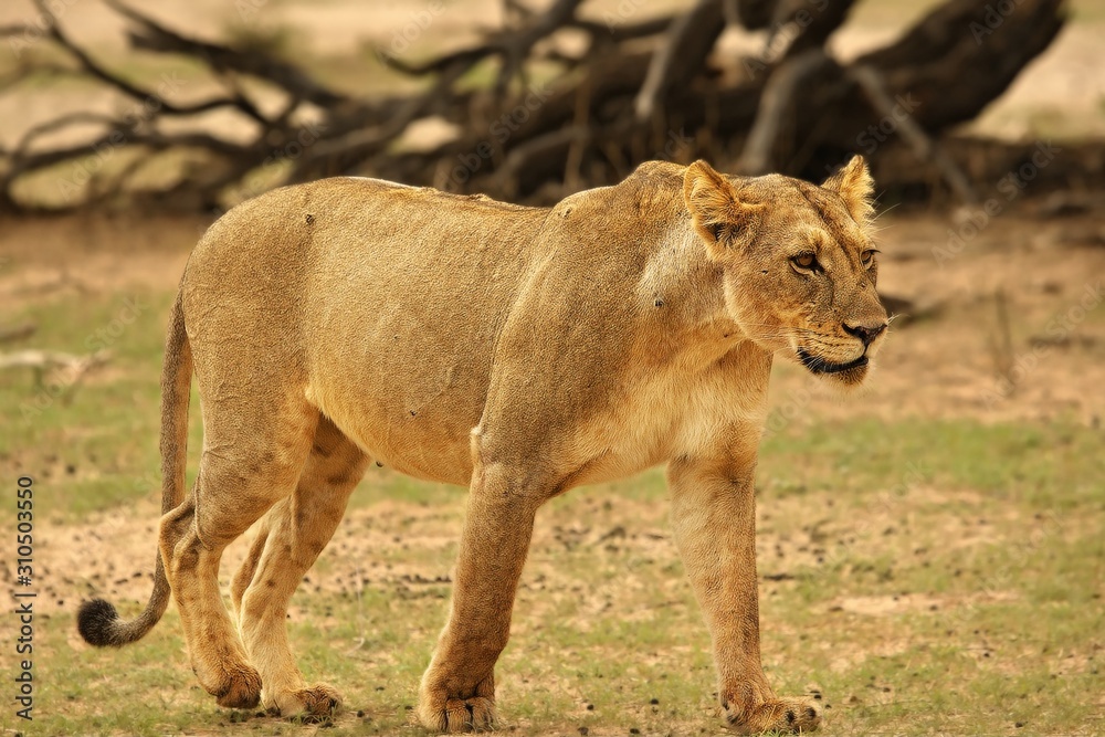 Lioness (Panthera leo) walking in Kalahari desert in front of an old trunk and looking for the rest of her pride. Lioness (Panthera leo) walking in Kalahari desert in front of an old trunk and looking for the rest of her pride.