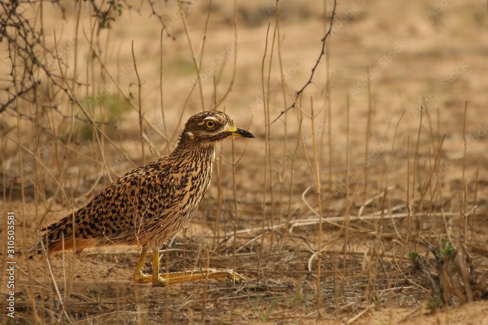 Spotted Thick knee (Burhinus capensis) sitting in dry grass. Spotted Thick knee (Burhinus capensis) sitting in dry grass.