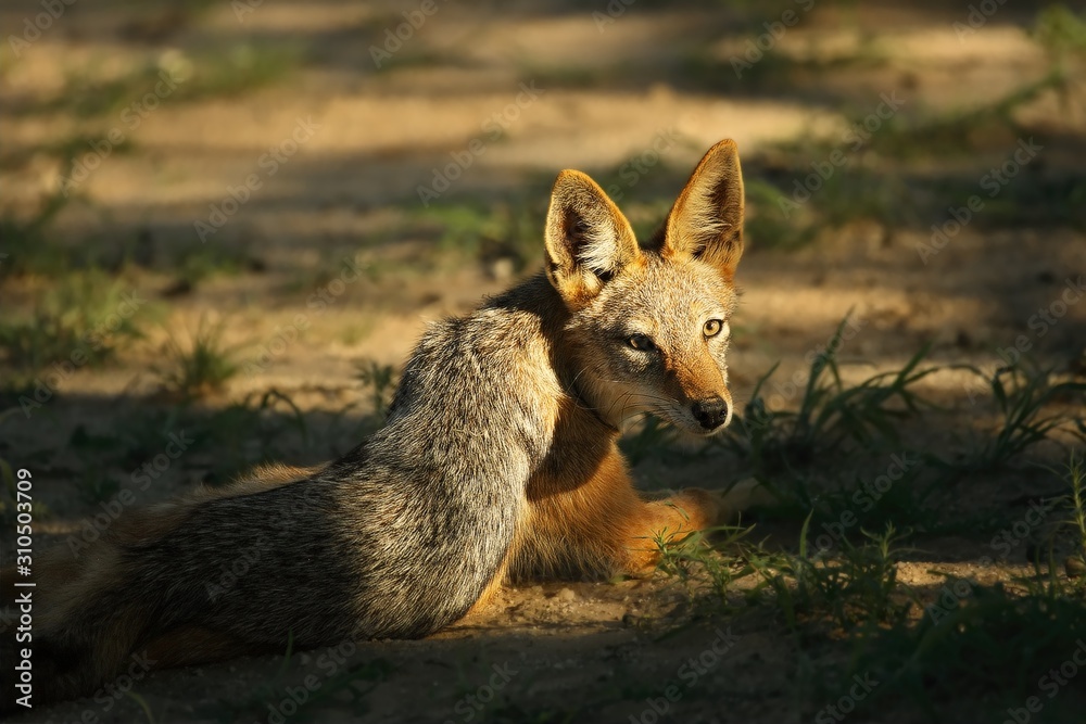 Black-backed Jackal (Canis mesomelas) in Kalahari desert have a rest in shade close to waterhole in sunset light. Black-backed Jackal (Canis mesomelas) in Kalahari desert have a rest in shade close to waterhole in sunset light.