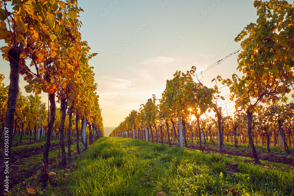 Autumn colored rows of vineyards at sunset