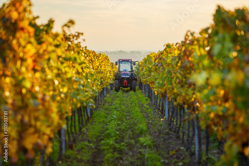 Autumn rows of vineyards with tractor photo