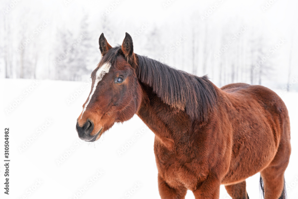 Dark brown horse in winter, closeup on upper body and head, blurred snow and trees background Dark brown horse in winter, closeup on upper body and head, blurred snow and trees background