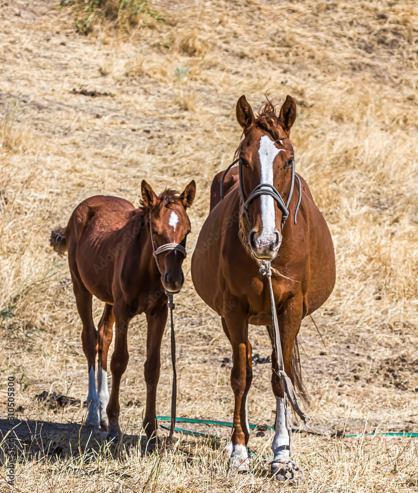 Fototapeta premium Horse with a foal on a background of dry grass