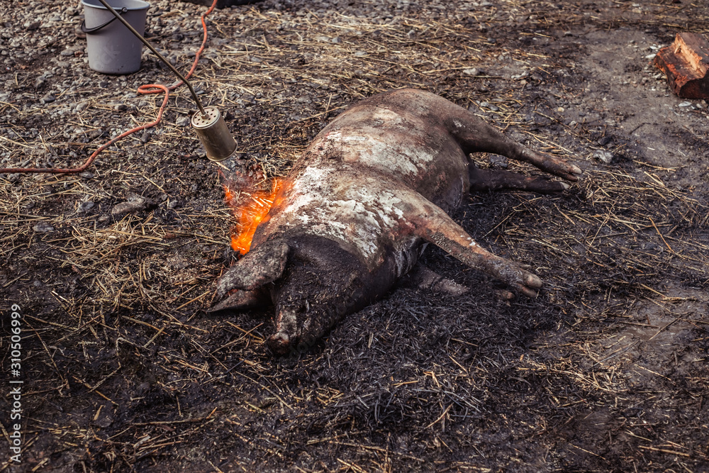 Fototapeta premium people preparing a pig for Butchers slaughtering